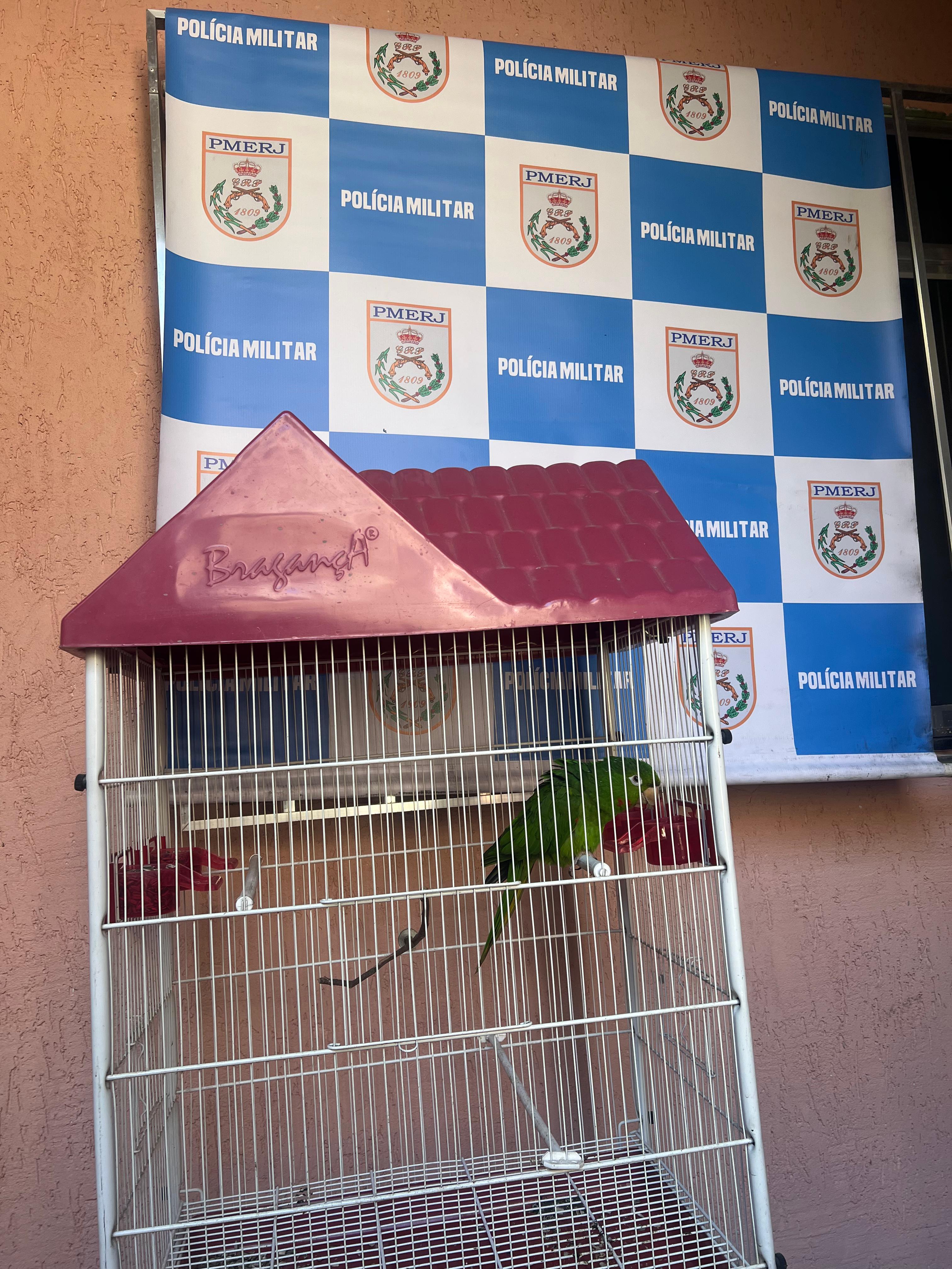Papagaio é encontrado em cativeiro em Nova Iguaçu 